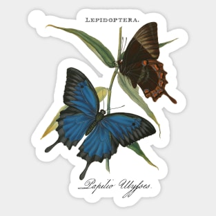 Ulysses butterfly Sticker